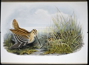 Bekas wielki (Gallinaco Major) (litografia ręcznie kolorowana) autorstwa John (after) Gould