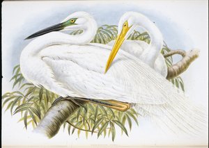 Czapla biała (Herodias Alba) (lito ręcznie kolorowane) autorstwa John (after) Gould