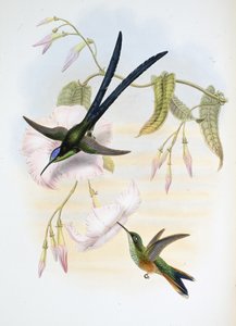 Wielki kolibr widlasty (Hylonymphia Macrocerca) (ręcznie barwiony litho) autorstwa John (after) Gould