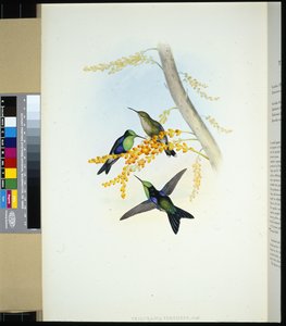 Zielono-koronowane Panoplites (wierzchołki thalurania) (ręcznie kolorowane lito) autorstwa John (after) Gould