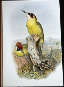 Dzięcioł zielony (Gecinus Viridis) (ręcznie barwiony lito) autorstwa John (after) Gould