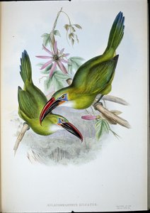 Tukan Groove-Bill (Aulacorhamphus Sulcatus) (ręcznie barwiony lito) autorstwa John (after) Gould