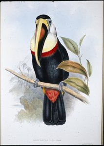 Tukan Inków (Ramphastos inica) (ręcznie barwiony litho) autorstwa John (after) Gould