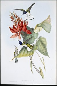 Jakobin (Florisuga Mellivora) (lito ręcznie kolorowane) autorstwa John (after) Gould