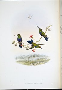 Nimfa leśna Jelskiego (Thalurania Jelskii) (lito ręcznie kolorowane) autorstwa John (after) Gould