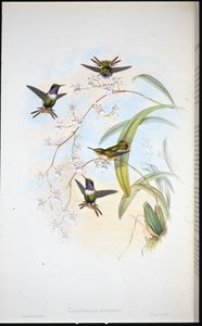Gwiazda Drewna Jourdana (Calothorax Jourdani) (ręcznie kolorowana lito) autorstwa John (after) Gould