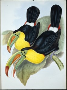 Tukan stępkowy (Ramphastos Carinatus) (ręcznie barwiony lito)