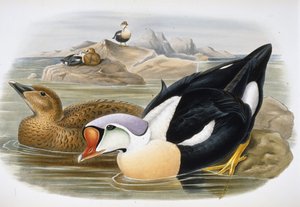 Król Kaczor (Somateria Spectabilis) (lito ręcznie kolorowane)