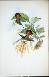 Lancelolate Pustelnik (Glaucis Lanceolata) (ręcznie barwiony lito) autorstwa John (after) Gould
