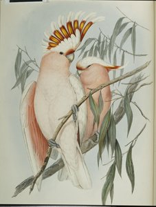 Kakadu Leadbeatera (Cacatua Leadbeateri ) (ręcznie barwiony litho) autorstwa John (after) Gould