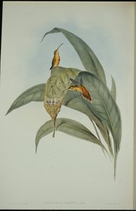 Mały Pustelnik (Phaethornis eremita) (lito ręcznie kolorowane) autorstwa John (after) Gould