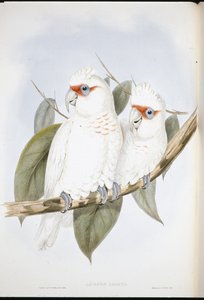 Kakadu długodzioby (Licmetis Nasicus) (lito ręcznie barwione) autorstwa John (after) Gould
