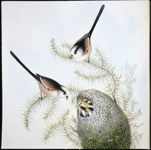 Sikora długoogoniasta (Mecistura Caudata) (lito ręcznie kolorowane) autorstwa John (after) Gould