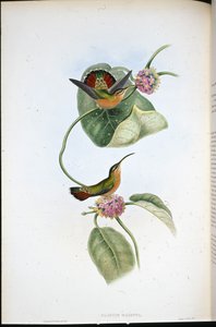 Mazeppa Pustelnik (Glaucis Mazeppa) (ręcznie barwiony litho) autorstwa John (after) Gould