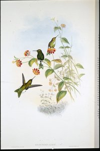 Metaliczna puff noga (Eriocnemis Alinae) (ręcznie kolorowana lito) autorstwa John (after) Gould