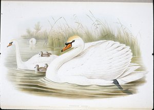 Łabędź Niemy (Cygnus Olor) (członkowie ręcznie kolorowani) autorstwa John (after) Gould