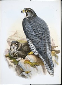 Norweski lub Gyrfalcon Falcon (Falco Gyrfalco) (lito ręcznie kolorowane)