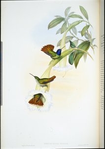 Oenone Koliber (Chrysuronia oenone) (ręcznie barwiony litho) autorstwa John (after) Gould