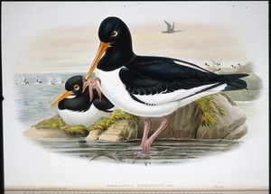 Łapacz ostryg (Heamatopus Ostralegus) (ręcznie barwiony litho) autorstwa John (after) Gould