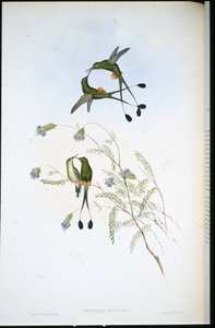 Rakieta peruwiańska (Spathura Peruana) (lito ręcznie kolorowane) autorstwa John (after) Gould