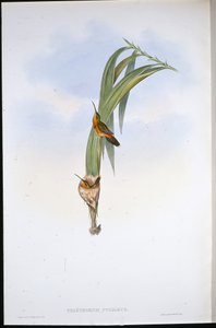 Pigmy Pustelnik (Phaethornis Pygmaeus) (ręcznie barwiony lito) autorstwa John (after) Gould