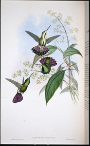 Mango Prevota (Lampornis Prevosti) (ręcznie barwiony lito) autorstwa John (after) Gould