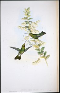 Koliber pchłogardły (Aphantochroa Gularis) (ręcznie ubarwione kończyny)