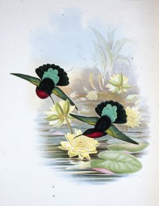 Carib purpurowopierśny (Eulampis Jugularis) (ręcznie barwiony litho) autorstwa John (after) Gould