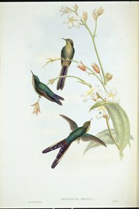 Koliber kometa purpurowoogoniasta (Sparganura Glyceria) (ręcznie barwiony litho) autorstwa John (after) Gould