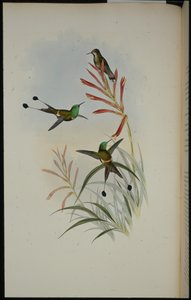 Rakieta (Discura Longicauda) (ręcznie kolorowana litho) autorstwa John (after) Gould
