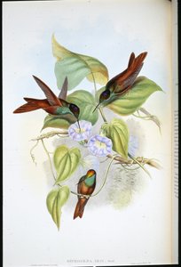 Tęcza (Diphogena Iris) (lito ręcznie kolorowane) autorstwa John (after) Gould