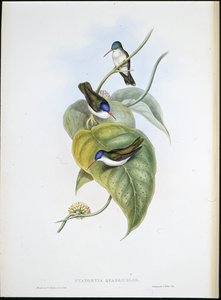Błękitnodzioby (Cyanomyia Quadricolor) (ręcznie barwiony litho) autorstwa John (after) Gould