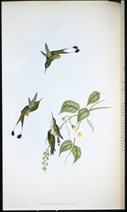 Rakieta z czerwonym butem (Spathura Rufocaligata) (ręcznie kolorowana litho) autorstwa John (after) Gould
