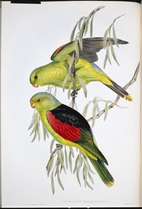 Lory czerwonoskrzydłe (Aprosmictus Erythropterus) (lito ręcznie kolorowane) autorstwa John (after) Gould