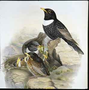 Ring Ouzel (Mer Ulatorquata) (ręcznie kolorowana lito) autorstwa John (after) Gould