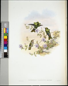 Roraima Coquette (lophornis pavoninus) (lito ręcznie kolorowane) autorstwa John (after) Gould