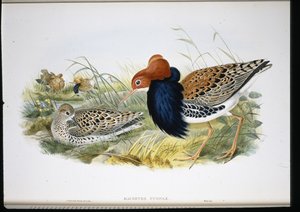 Ruff (ręcznie barwione kończyny) autorstwa John (after) Gould