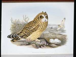 SOWA KRÓTKOUSZA (Brachyotus Palustris) (ręcznie kolorowana lito) autorstwa John (after) Gould