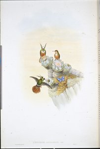 Koliber Salvin