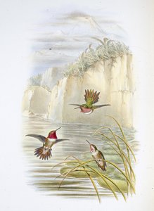 Nosiciel ognia Salvina. (Selasphorus ardens). (lito ręcznie kolorowane)