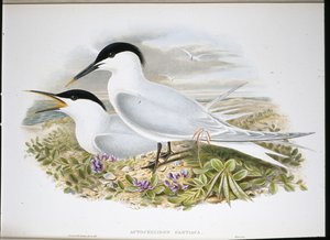 Rybitwa czubata (Actochel Cantiaca) (litografia ręcznie kolorowana) autorstwa John (after) Gould