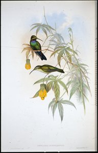 Koliber Schreibera (Ionolaima Schreibersi) (ręcznie malowany litho) autorstwa John (after) Gould