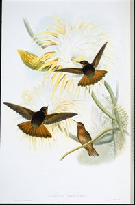 Lśniący promień słońca (Agliaeactis Cupripennis) (ręcznie barwiony lito) autorstwa John (after) Gould
