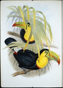 Tukan krótkodzioby (Ramphastos Brevicarinatus) (ręcznie barwiony lito) autorstwa John (after) Gould