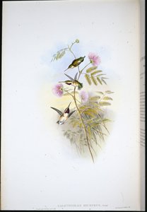 Wood-star krótkoogoniasty (Calothorax Micrurus) (ręcznie barwiony litho) autorstwa John (after) Gould