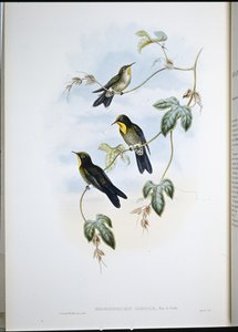 Cierniówka Simona (Ramphamicron Dorsale) (litografia ręcznie kolorowana) autorstwa John (after) Gould