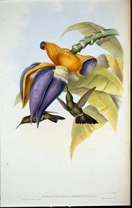 Ponury kolibr (Aphantochroa cirrhochloris) (członkowie ręcznie kolorowani) autorstwa John (after) Gould