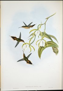 Pustelnik Południowy (Phaethornis Zonura) (ręcznie barwiony lito) autorstwa John (after) Gould