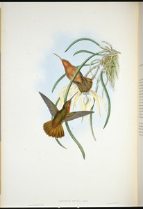 Piłodziób Spixa (Grypus Spixi) (ręcznie barwiony litho) autorstwa John (after) Gould