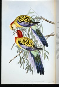Splendid Parakeet (Splendid Palatycercus) (lito ręcznie kolorowane) autorstwa John (after) Gould